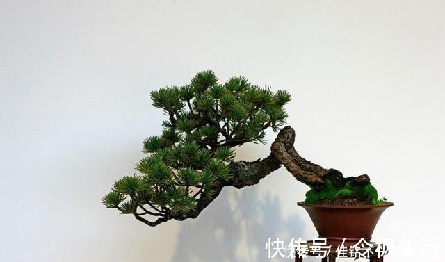 桩材|五针松“盆景”桩材,不会养护造型老师傅这就教你一招