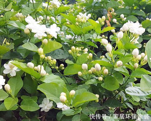 甜蜜红木香|6月逛花市,3种花放心买,皮实好养还便宜,号称开花小劳模