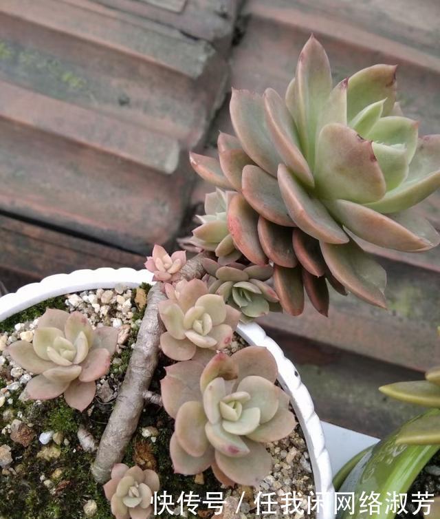 养多肉,不讲究,风风雨雨,依然安好