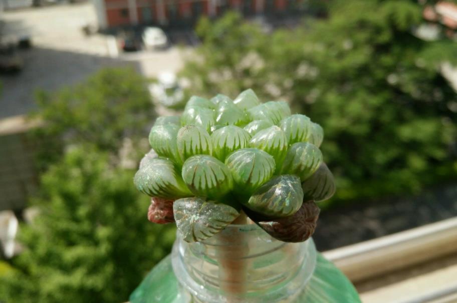 摘叶|总下雨,露天盆栽的多肉穿裙子了,砍头摘叶,扦插育苗可好?