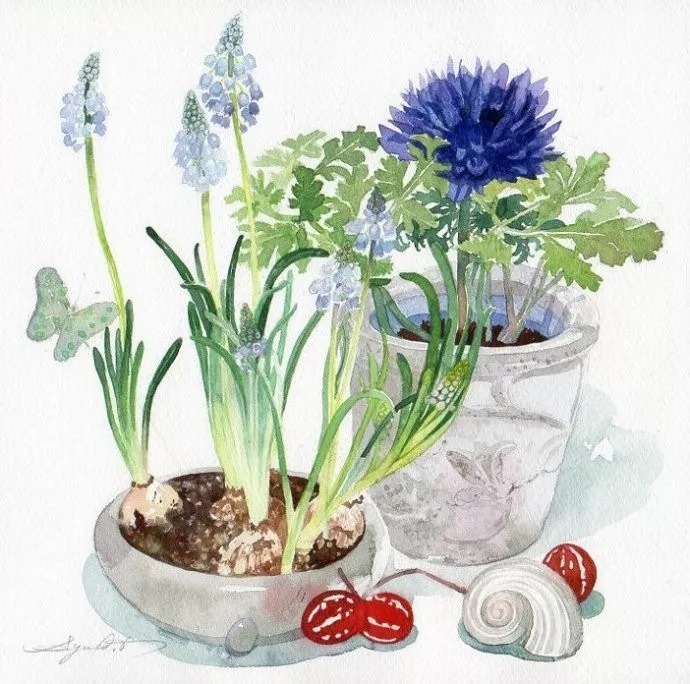 静物#日本柘植彩子Ayako Tsuge的花卉静物水彩画作品