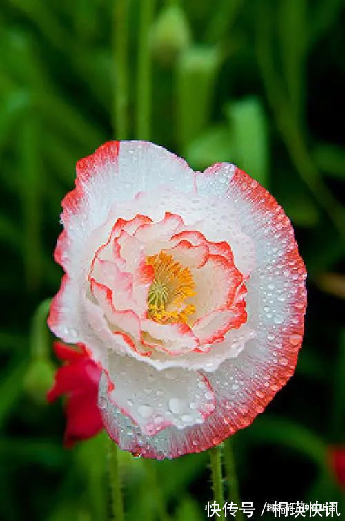 台长|“舞草”虞美人,当微风拂过阳台,它如同飞舞的彩蝶栩栩如生!