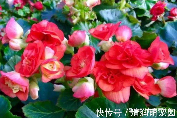 开花最香的几种花,家里养一盆,365天开花不断,家里天天有花赏