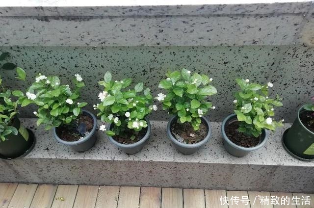养茉莉花,春天有3件事赶快做,晚了小心不开花!