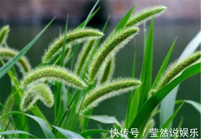 庄稼|别再把狗尾巴草给扔了,它的这些养生功效,你都知道多少