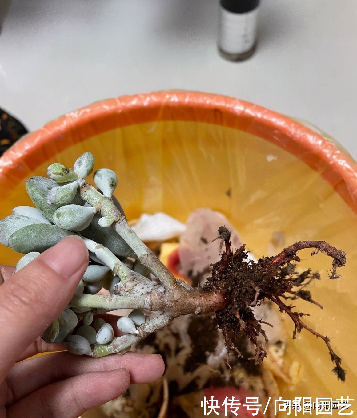 买回家的多肉不发根，僵苗，其实是你没修根，上盆前要修根