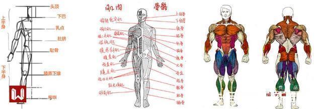 示意图|男人体系列丨肌肉糙汉丨人体怎么画丨PS板绘