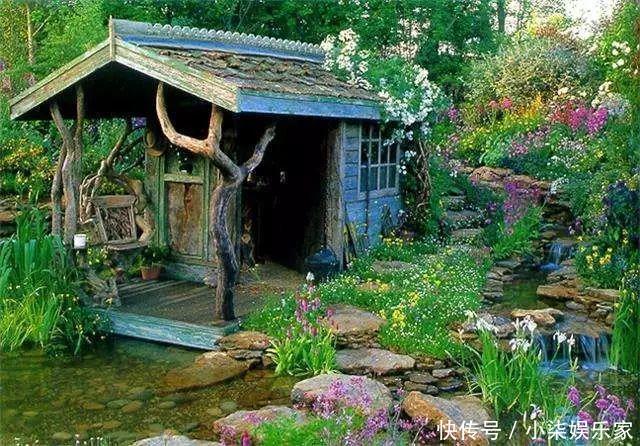 花多多|养花必备肥料,浇水前撒一点,月季开花拳头大!