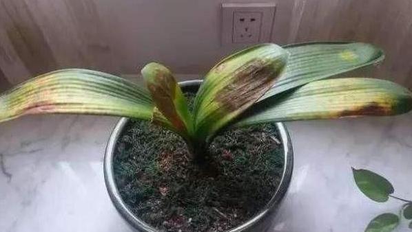 家居养花常见难题黄叶、烂根怎么办学学它轻松对症下药