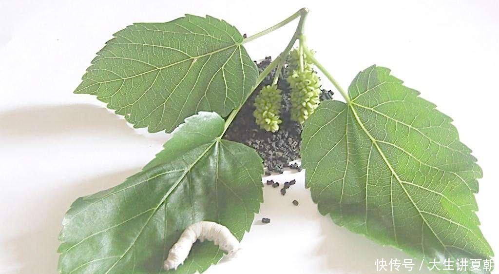 一生|李时珍一生谨慎，却独赞一方治脑梗后遗偏瘫，值得研究