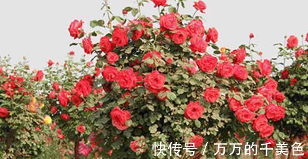 成就感|月季界的新宠,手把手教你制作树状月季,自己动手更有成就感