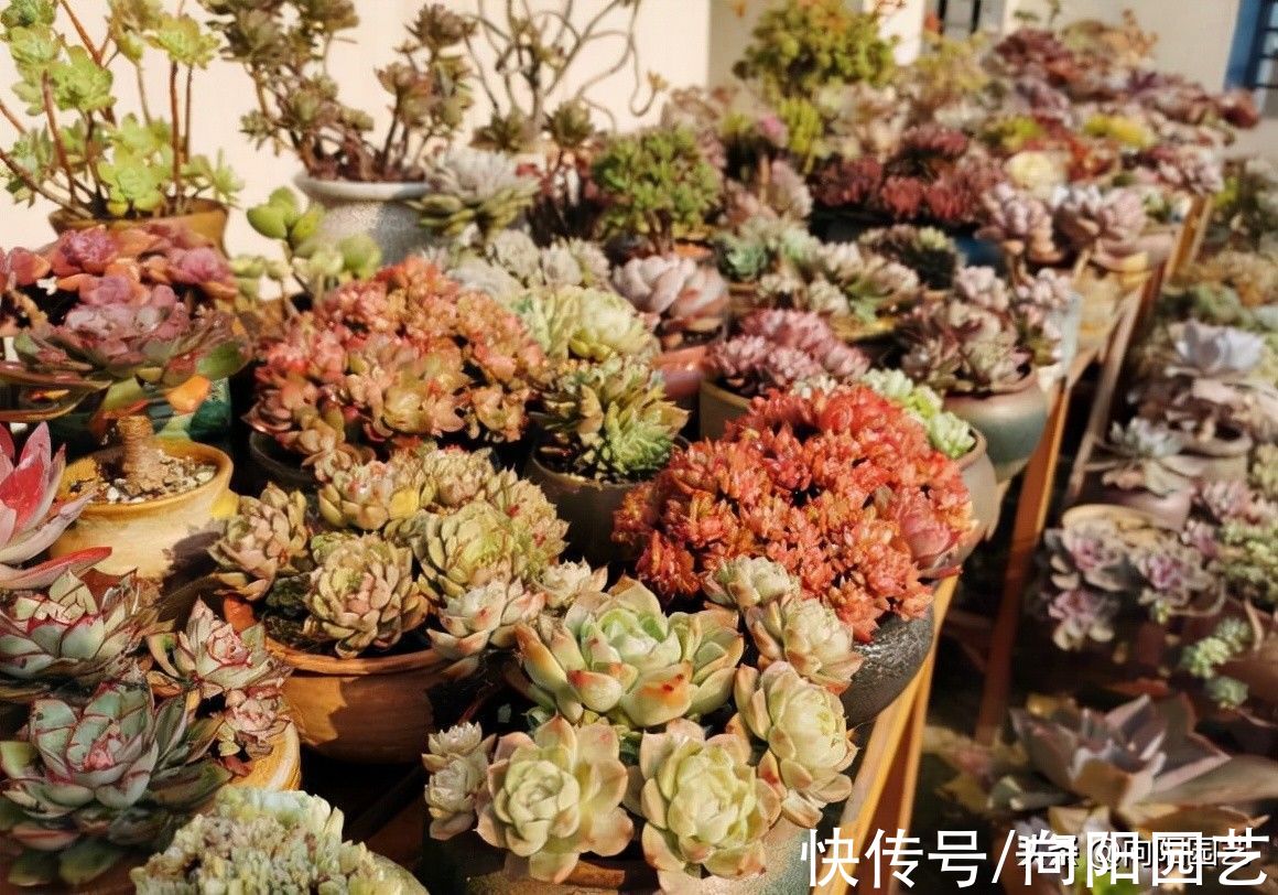 家庭养多肉，不要用颗粒土，泥炭土很实用，浇1次水顶1个月