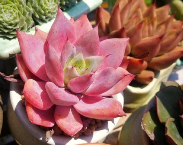 过完寒冬,多肉又干又瘦该怎么办?扔水里养养,1星期就长胖