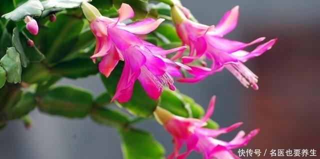 蟹爪兰生长期中的光照度最为重要,该需要什么程度的光照呢!