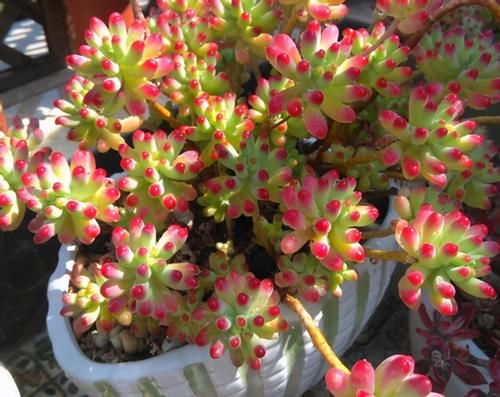 多肉乙女心，天暖盆栽时多晒太阳、适量低温才能让叶子越长越美