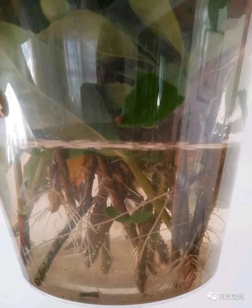 周末去花市逛一圈，捡一袋子枝条，回家扦插几百盆，秒变养花大户