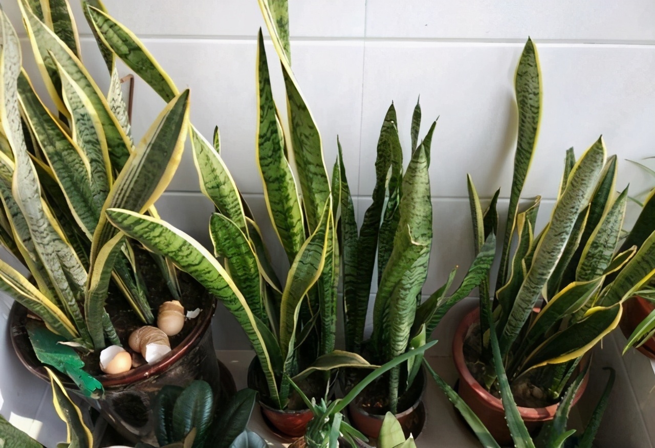 柳树枝|2种“生根水”制好后,往土里浇一点,植物根须就能嗖嗖窜出盆