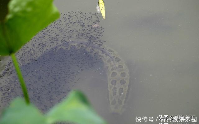 黑鱼是“孝鱼”?关于黑鱼,你需要了解的一些事实!