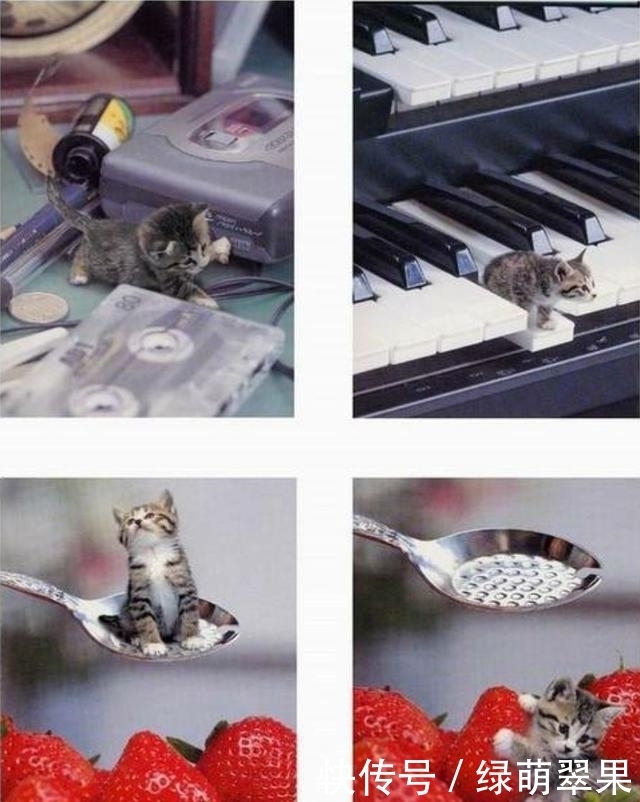 体重只|大千世界,十个最小记录,真是不能再小了