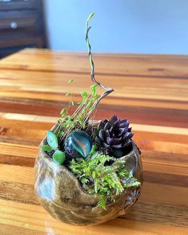 山野草，也高雅！