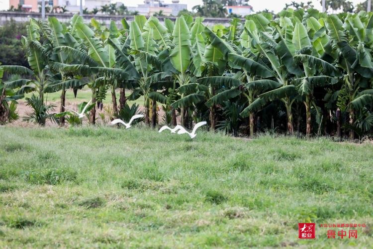 三亚崖州湾科技城|全国媒体行走进三亚崖州湾科技城见证崛起中的“创新之城”