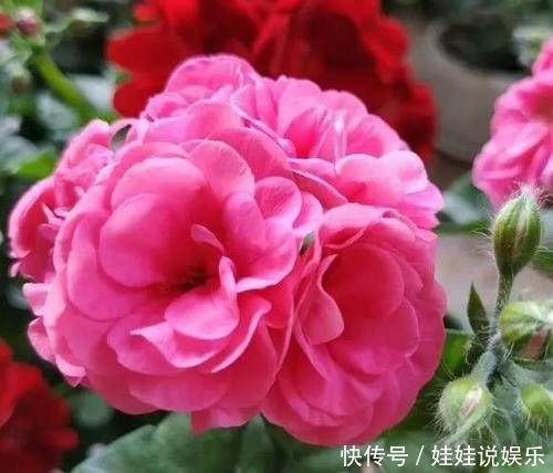 叶子|1种花,开花漂亮,花期长花量大,连叶子都有香味,值得拥有