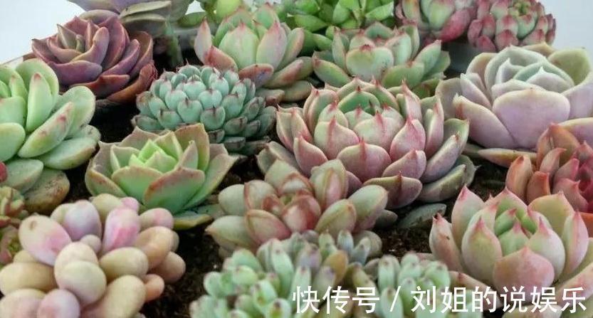 怎样让您的多肉尽快度过危险的服盆期