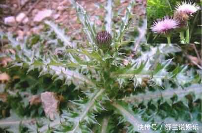 繁殖|农村这种野草繁殖力强,1斤几十元,但知道它的人很少!