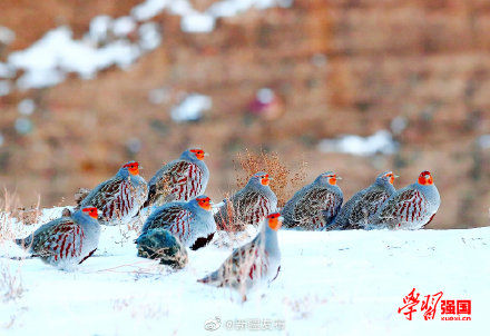 托里|新疆托里：好呆萌！灰山鹑雪地埋头觅食