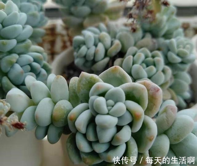 劳尔这样养,爆盆容易植株壮,叶片肥厚红晕浓,尽显欧洲文艺范儿!