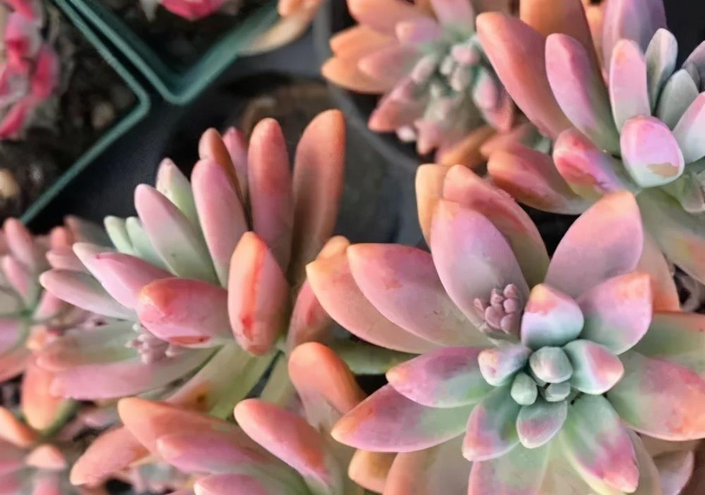 美美|这些多肉夏天不休眠,耐热又耐晒,皮实好养状态美美哒