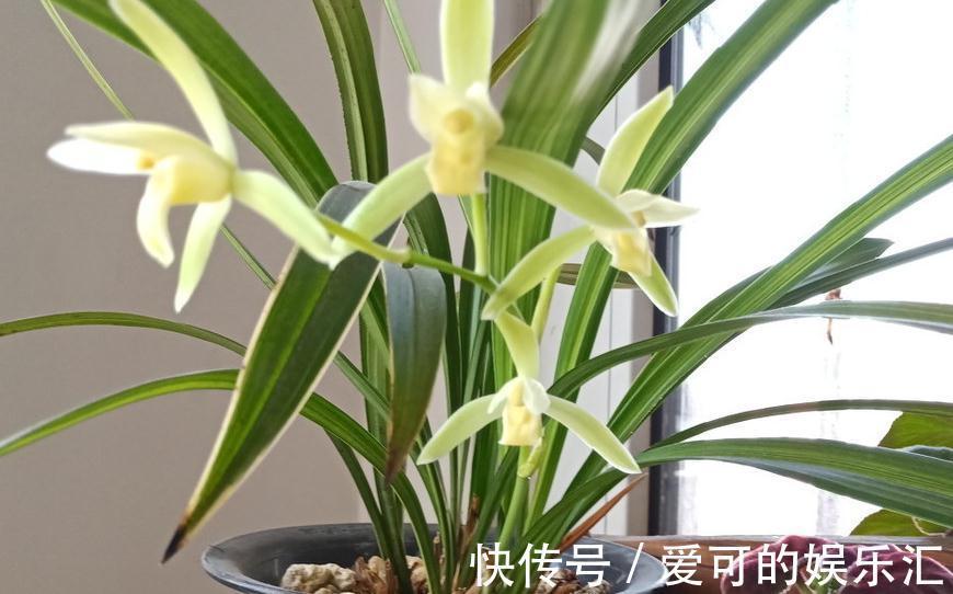 家庭栽培兰花如何挑选,学会这些基础,也能买到好兰花