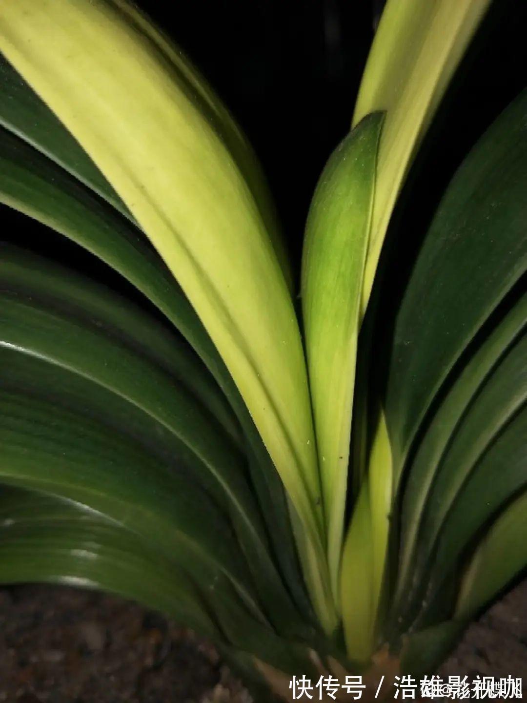 叶子|君子兰千万别喷水,一喷水就烂叶,3天就要死翘翘!