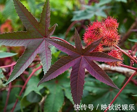 治疗|这种农村的野草，不仅能治疗风湿关节痛，还能治破伤风！