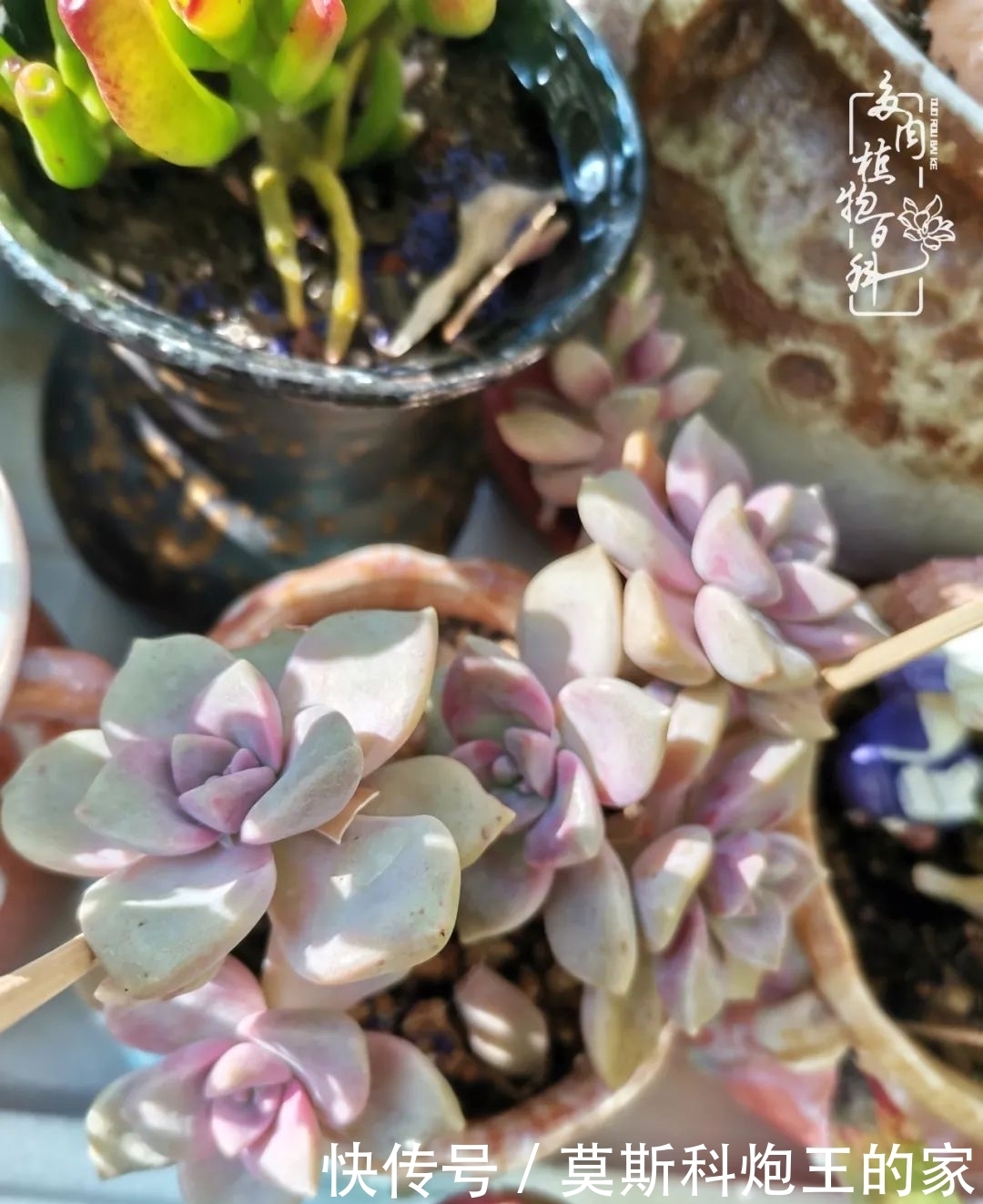 回顾令人难忘的2020年!2021,我定不负美肉不负众望!