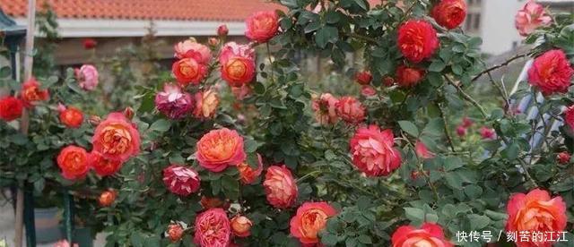 吴大爷养“月季”,三月喂点“零食”,花朵嗖嗖冒,1年开不停