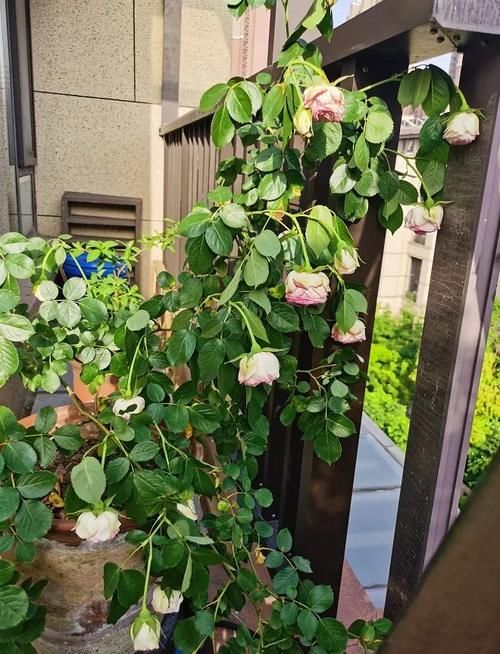 月季花开的不精神，植株突然萎蔫？都是因为没做好这一点！