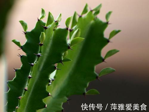 养护|青龙骨霸气寓意好,摆对了位置能镇宅,喜欢的朋友赶紧养