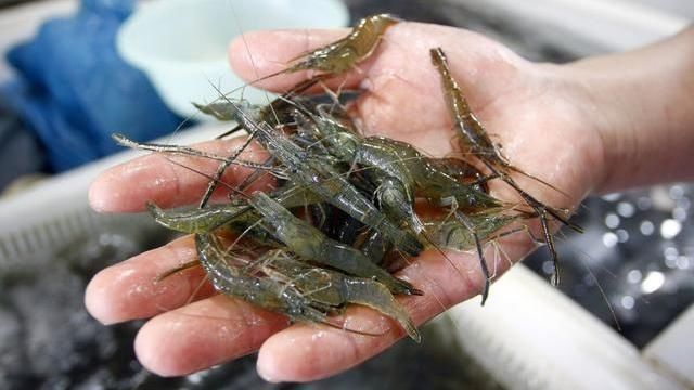 同样是虾,海虾和河虾有什么区别30年虾贩子告诉你,别买错了