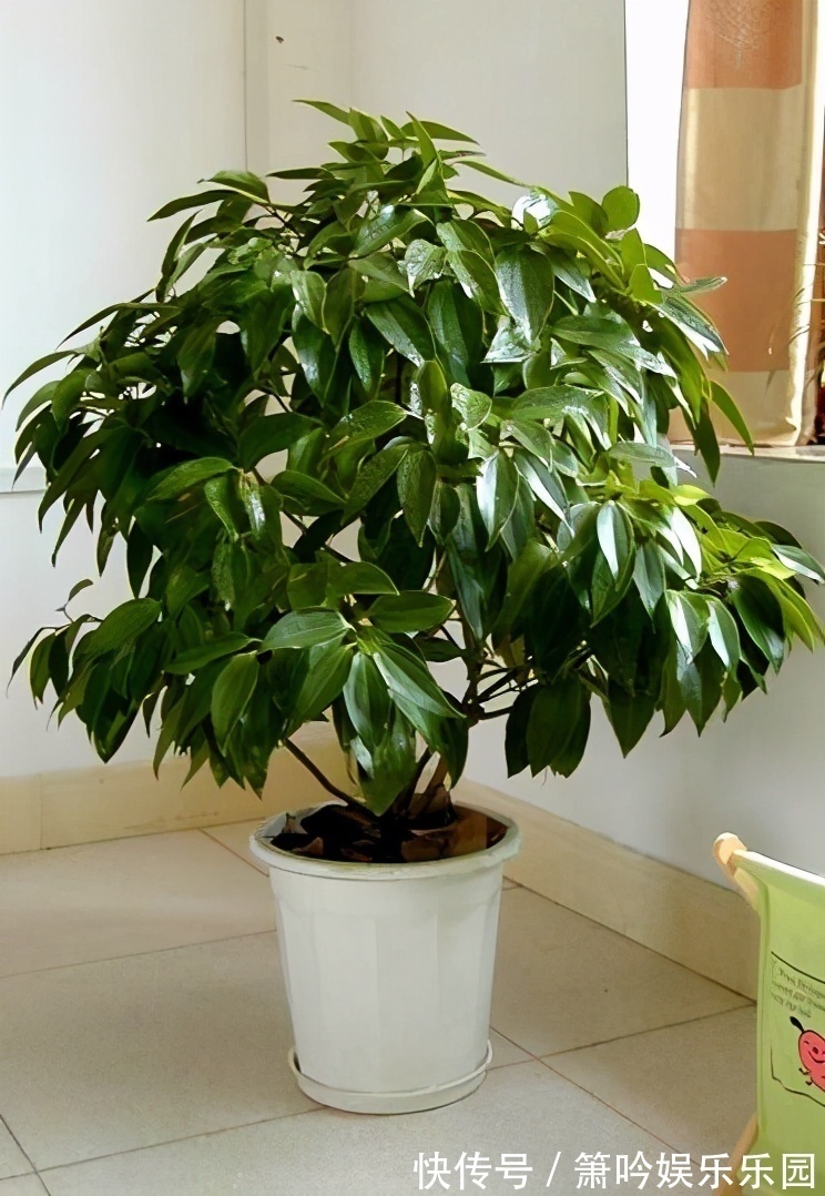 金钱树|不管穷人富人，客厅建议摆放“3种花”，不贵而且寓意好