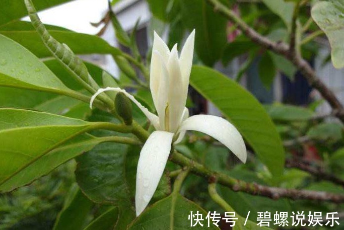 花友会|别再养绿萝了，此花沾土就活，观叶又赏花，一年能开200天！