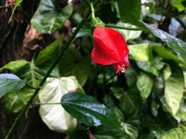 戏锦|雨洪公园赏油菜花,森林公园看樱花戏锦鲤鱼