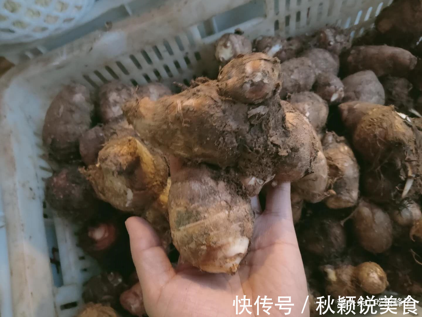 买芋头，究竟是芋头母好还是芋头子好，老菜农别吃错，差别很大