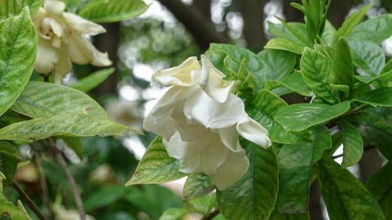 茉莉花|6种北方不适合养的花卉,技术不到位容易死,非高手就不要考虑了
