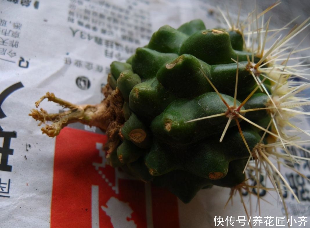 新手买多肉，3种多肉不要买，买到手养不活，浪费时间和金钱