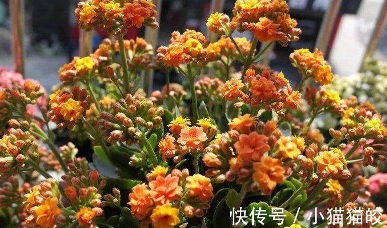 错误做法|3种错误的养花方法,你有没有做过难怪养起花会越养越“糟”