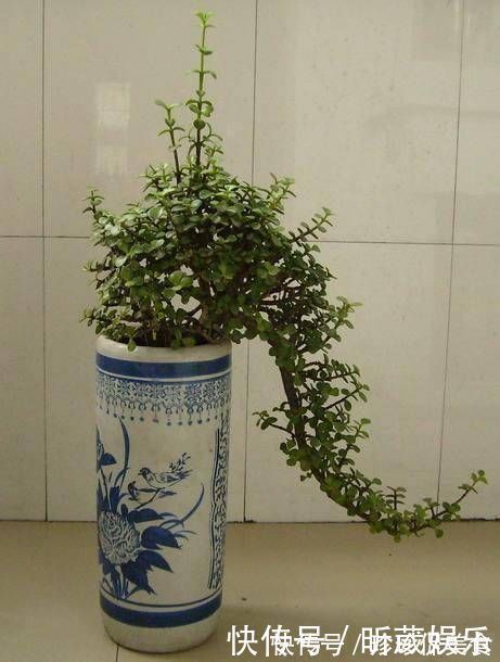 金枝玉叶使劲晒太阳,枝干木质化,养成盆景价值翻倍