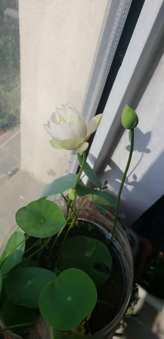 碗莲的养护小细节，做好这3点，叶子又圆又美！