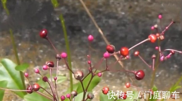 食用价值|乡下野外一种植物,当野菜吃,食用价值高,营养很丰富