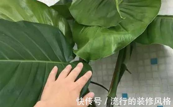 要想绿萝养得好,这件事不能少,做好了绿萝蹭蹭长